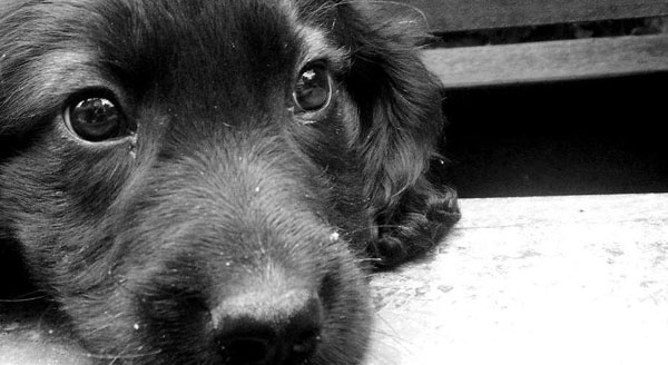 За издевательства над собакой охраннику грозит трудотерапия